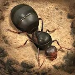 荒野蚂蚁模拟器