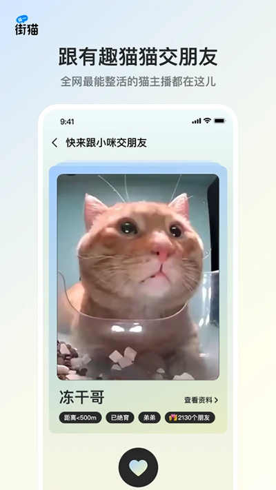 哈啰街猫图1